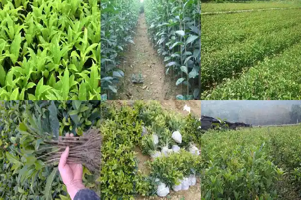 桂花树树干的粗的外形是什么1685062614378