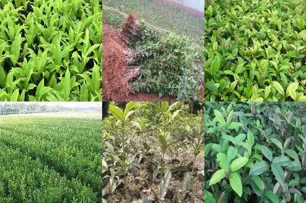 桂花树树干的粗的外形是什么1685062614426