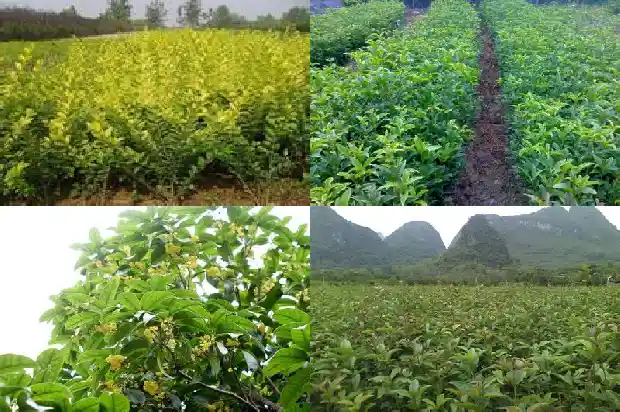 桂花树树干的粗的外形是什么1685062614521