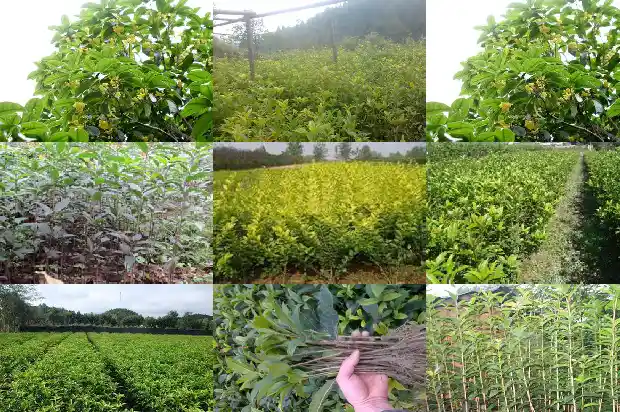桂花树10公分长多久浇一次水好养1685062634293