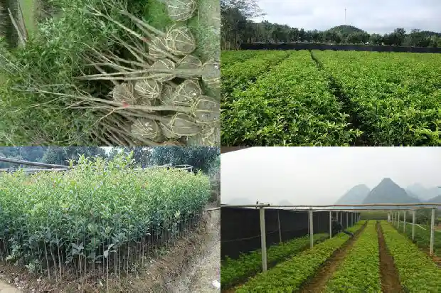桂花树10公分长多久浇一次水合适呢1685062641903