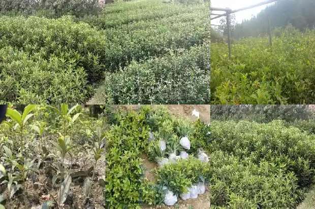 桂花树10公分长多久浇一次水合适呢1685062641950