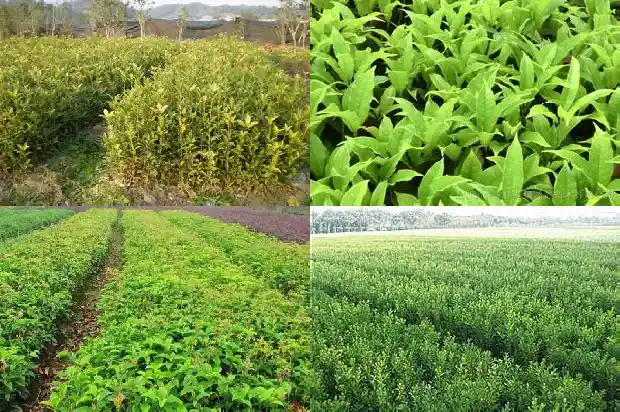 桂花树一天浇几次水最好1685062653861