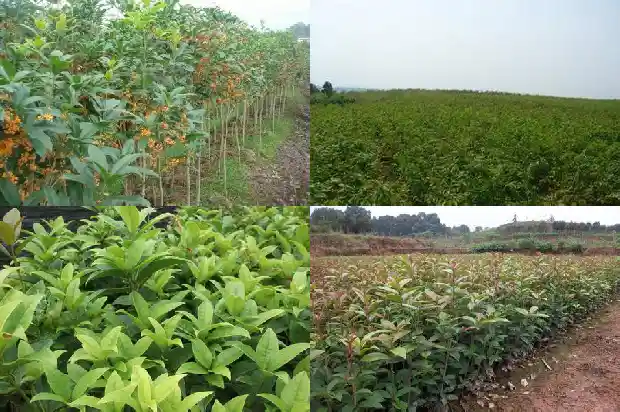 桂花树一天浇几次水最好1685062654002