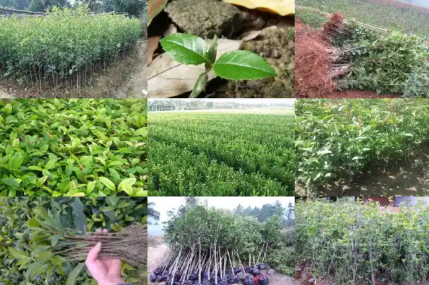 金桂花的价钱是多少钱1685062663532