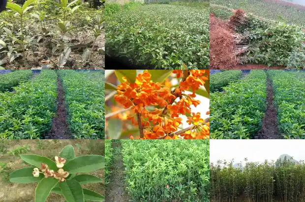金桂花的价钱是多少钱1685062663579
