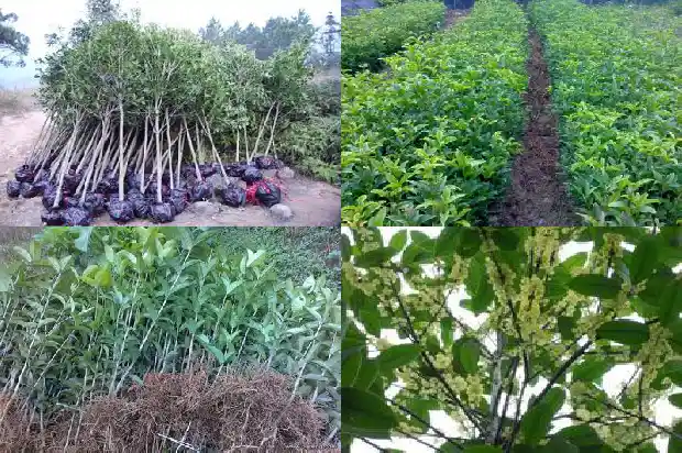 金桂花的价钱是多少钱1685062663626