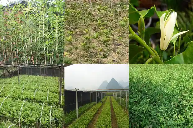 30年的金桂花树值多少钱一棵呀1685062682711