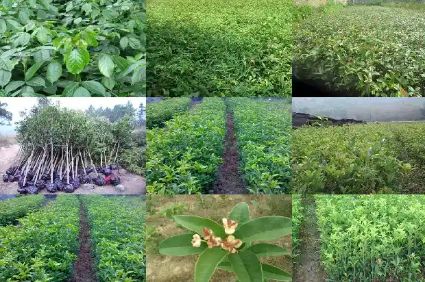 30年的金桂花树值多少钱一棵呀1685062682759