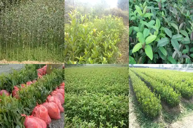 30年的金桂花树值多少钱一棵呀1685062682853