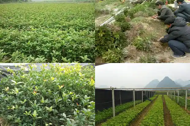 桂花树苗圃价格表最新消息1690331423326