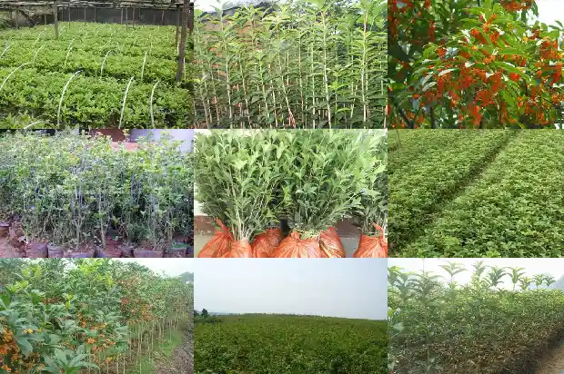 30年的金桂花树值多少钱一盆呢1685062690201