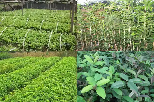 金桂花价格2018报价表大全1685062701783