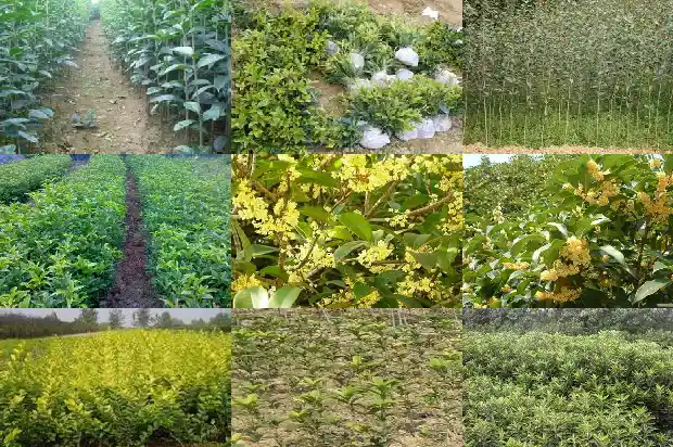 金桂花价格2018报价表大全1685062701925