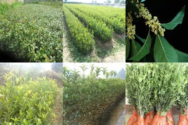 桂花红茶的价格1685062709264