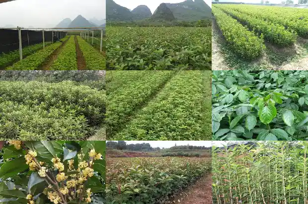 桂花红茶的价格1685062709310