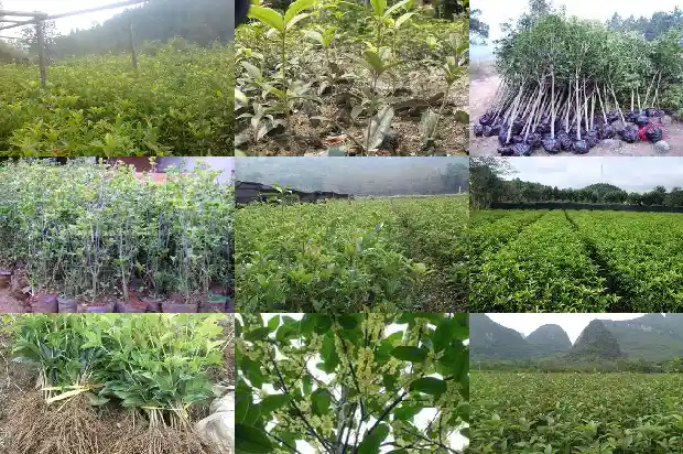 桂花树死了是什么特征1685062720605