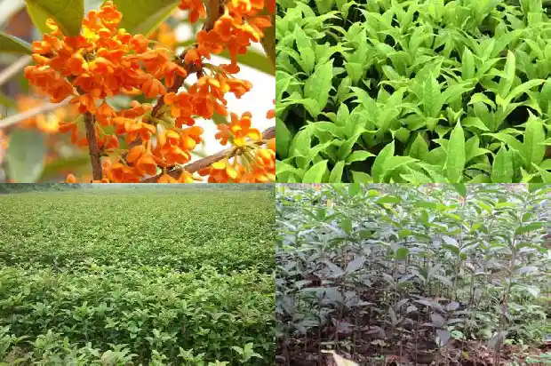 冬天赏桂花的说说1688793164380