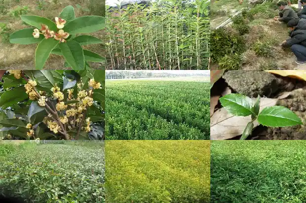 桂花树的皮可以吃吗1685062784213