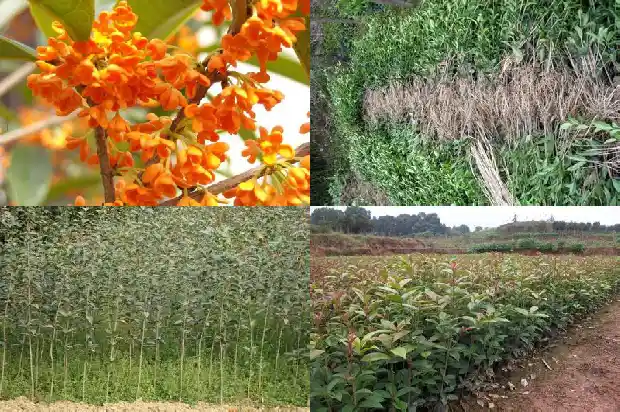 桂花树的皮可以吃吗1685062784355