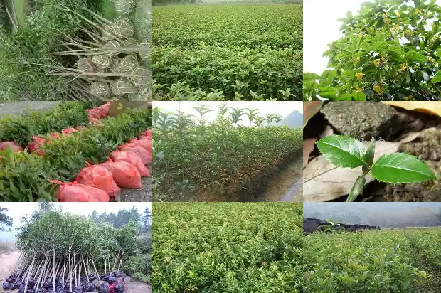 怎样用桂花泡白酒最好1689034612875