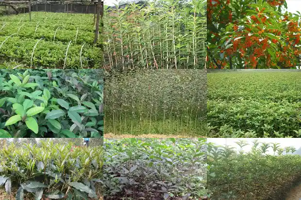 桂花鱼市场价正常多少钱1685062847394