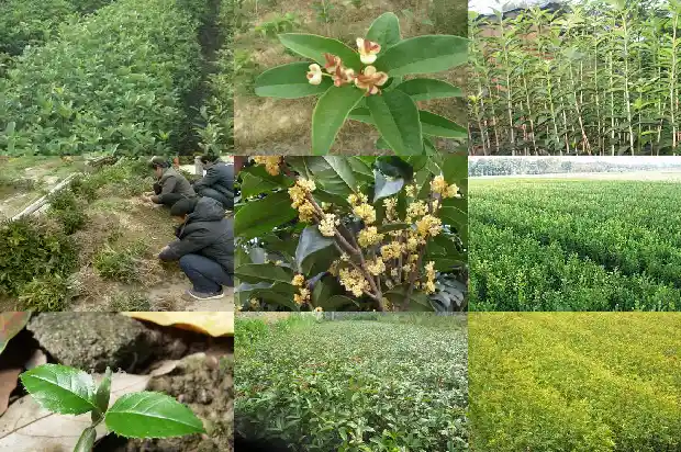 桂花鱼市场价格1685062855118