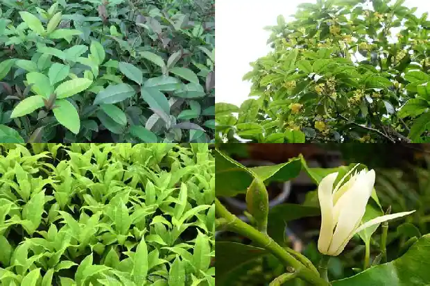 桂花鱼行情价格1685062874689