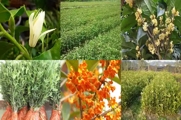 桂花鱼行情价格1685062874785