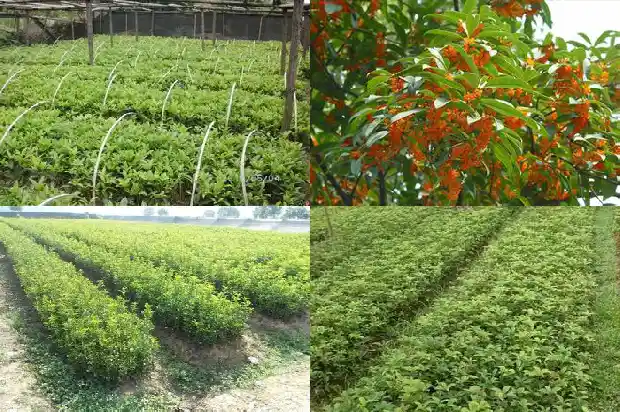 未来桂花树市场分析报告怎么写的1685062903779