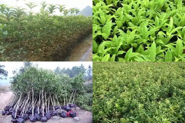 未来桂花树市场分析论文题目大全1685062915648