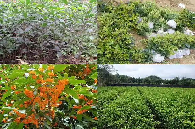未来桂花树市场分析论文范文大全1685062935591
