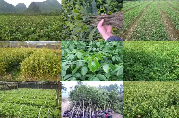 2021年桂花开花时间是几月几日1685062943015