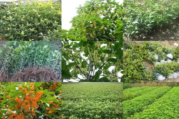 2021年桂花开花时间是几月几日1685062943063