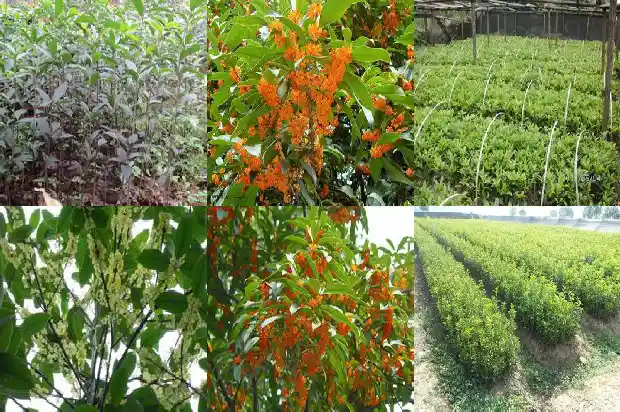2021年桂花没开花怎么回事啊1685062950621