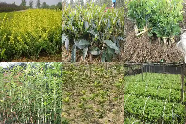 2021年桂花没开花怎么回事啊1685062950668