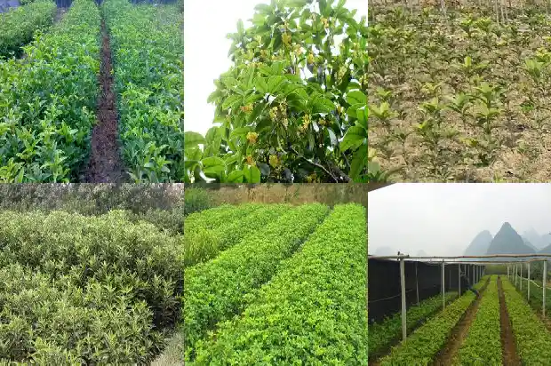 2021桂花今年怎么还没开花1685062970118
