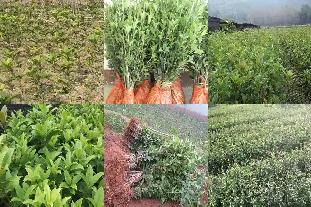 2021桂花今年怎么还没开花1685062970166