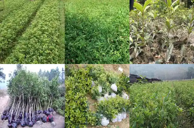 2021桂花今年怎么还没开花1685062970213