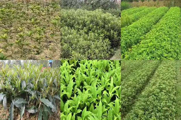 2021年桂花开花时间是几点到几点1685062994765