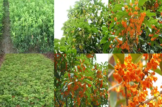 桂花乌龙茶是哪里产的1689467582817