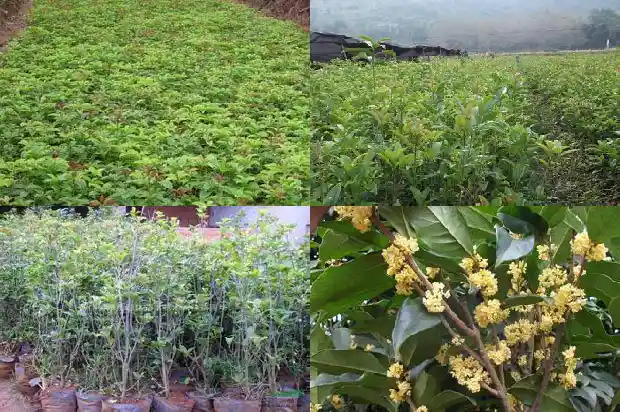 桂花树什么时候拆叶子好活1688604279053