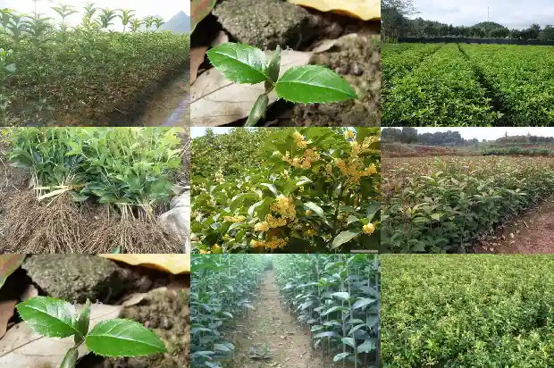 桂花花期是多长时间1685146294465