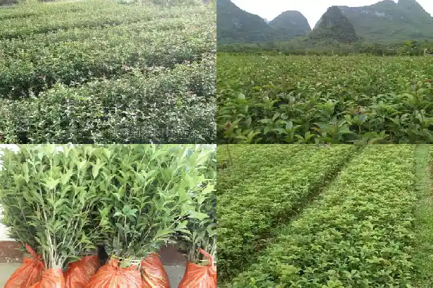 桂花花期是多长时间1685146294513