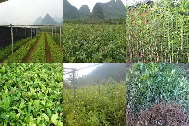 桂花花几月开花?1685146335695