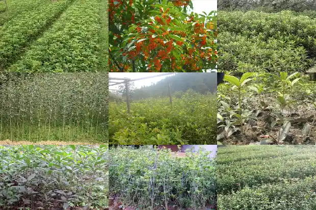 桂花花几月开花?1685146335791