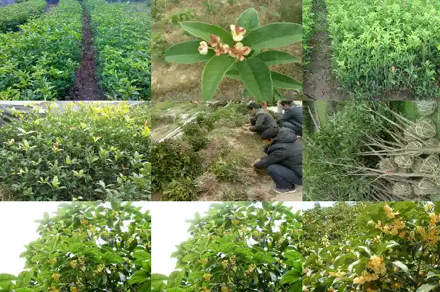 家里阳台可以种桂花树吗?吉祥不吉利吗1690677585543