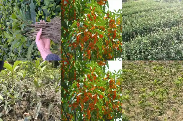 2021年桂花不开花是什么原因造成的1685146557634