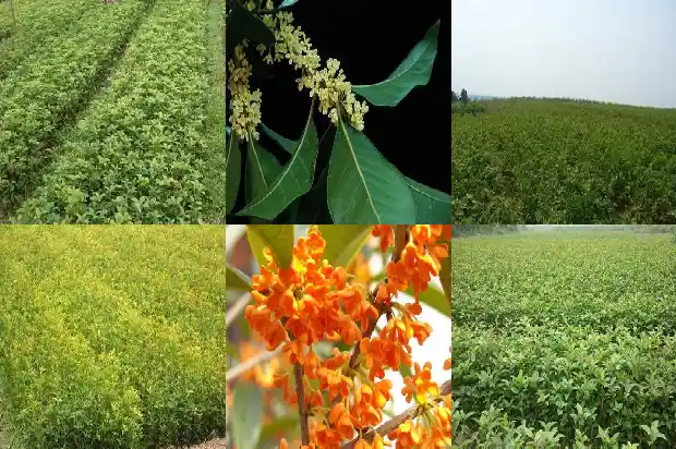 2021年桂花不开花是怎么回事呀1685146597452
