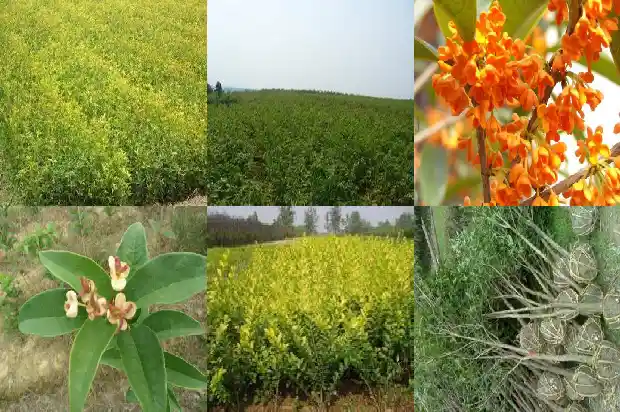 买哪种桂花树好养活一些1688692151760